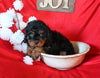 Cavapoo For Sale Sugarcreek OH Female-Twinkle