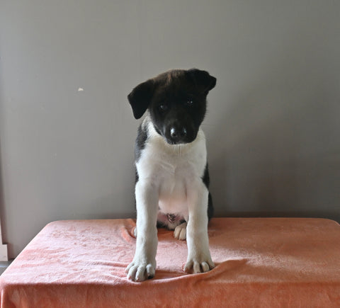 AKC Registered Akita For Sale Millersburg OH Male-Diego