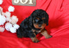 Cavapoo For Sale Sugarcreek OH Female-Twinkle