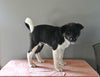 AKC Registered Akita For Sale Millersburg OH Male-Diego