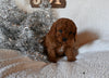 Cavapoo For Sale Sugarcreek OH Male-Nicholas