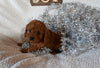 Cavapoo For Sale Sugarcreek OH Male-Nicholas