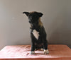 AKC Registered Akita For Sale Millersburg OH Female-Mia