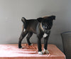 AKC Registered Akita For Sale Millersburg OH Female-Mia