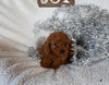 Cavapoo For Sale Sugarcreek OH Male-Nicholas