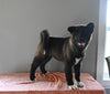 AKC Registered Akita For Sale Millersburg OH Female-Paris