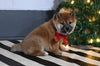 AKC Registered Shiba Inu For Sale Dundee OH Female-Sky