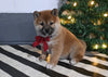 AKC Registered Shiba Inu For Sale Dundee OH Female-Sky