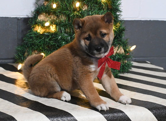 AKC Registered Shiba Inu For Sale Dundee OH Male-Chase