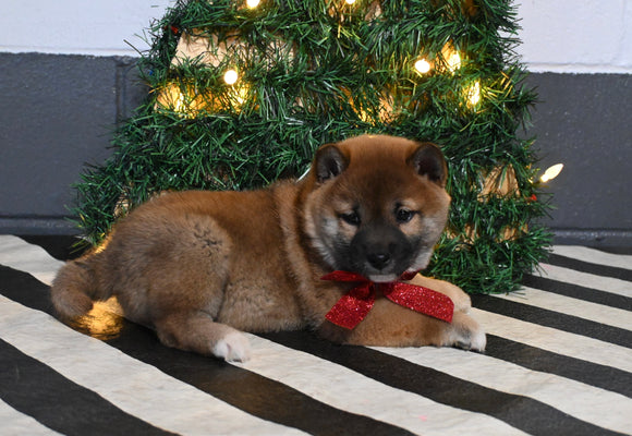 AKC Registered Shiba Inu For Sale Dundee OH Male-Rocky