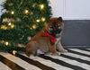 AKC Registered Shiba Inu For Sale Dundee OH Male-Rocky