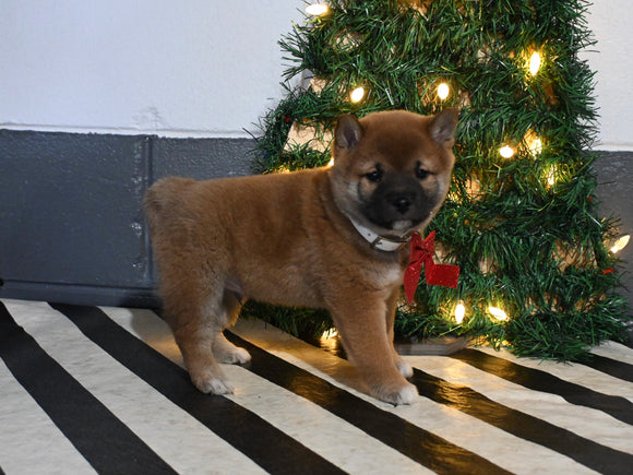 AKC Registered Shiba Inu For Sale Dundee OH Male-Marshal