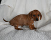ACA Registered Dachshund For Sale Fredericksburg OH Female-Noelle