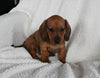 ACA Registered Dachshund For Sale Fredericksburg OH Male-Rudolph