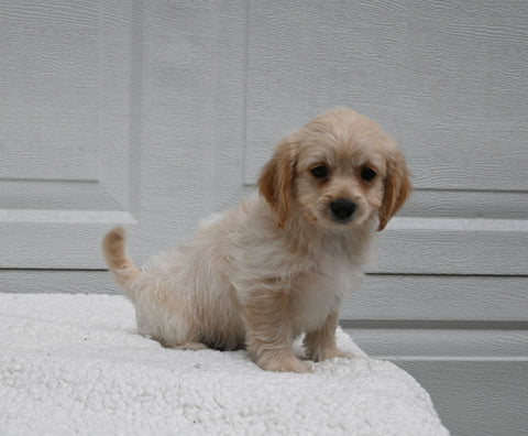 Forever Puppy For Sale Dalton OH Male-Brody