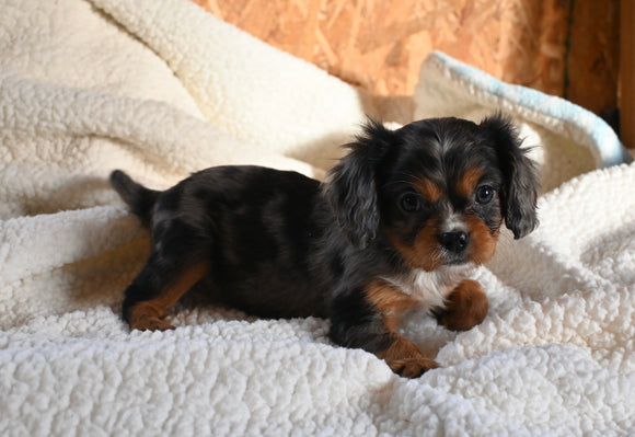 AKC Registered Cavalier KCS For Sale Wooster OH Male-Nick