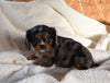 AKC Registered Cavalier KCS For Sale Wooster OH Male-Nick