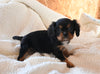 AKC Registered Cavalier KCS For Sale Wooster OH Male-Juniper