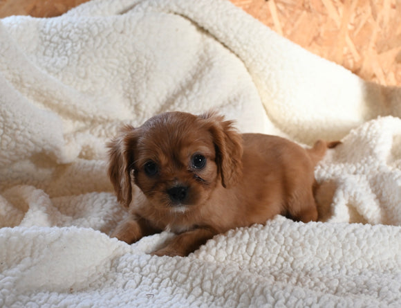 AKC Registered Cavalier KCS For Sale Wooster OH Male-Aspen