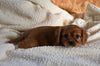 AKC Registered Cavalier KCS For Sale Wooster OH Male-Aspen