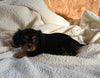 AKC Registered Cavalier KCS For Sale Wooster OH Male-Bear