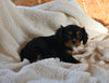 AKC Registered Cavalier KCS For Sale Wooster OH Male-Bear