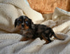 AKC Registered Cavalier KCS For Sale Wooster OH Male-Rufus