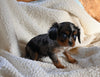 AKC Registered Cavalier KCS For Sale Wooster OH Male-Rufus