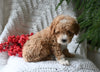 Cavapoo For Sale Millersburg OH Male-Snickers
