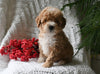 Cavapoo For Sale Millersburg OH Male-Snickers