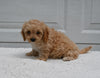 Forever Puppy For Sale Dalton OH Female-Abby