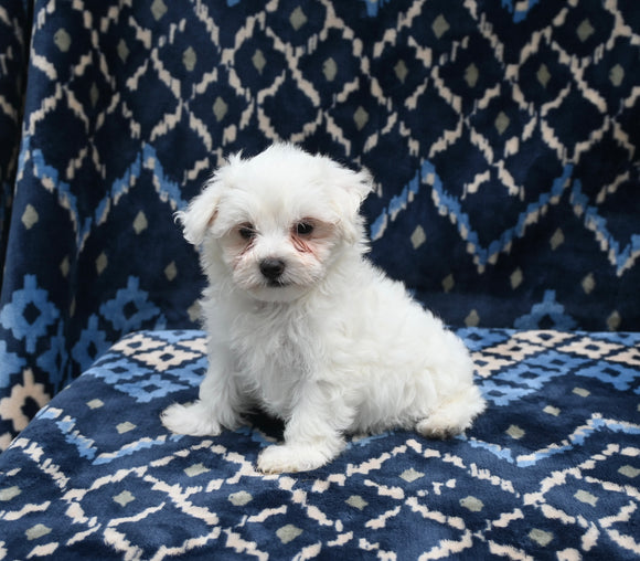 ACA Registered Maltese For Sale Applecreek OH Male-Theo