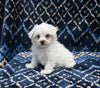 ACA Registered Maltese For Sale Applecreek OH Male-Theo