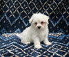 ACA Registered Maltese For Sale Applecreek OH Male-Theo