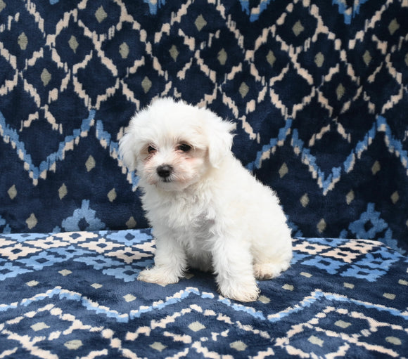 ACA Registered Maltese For Sale Applecreek OH Male-Maverick