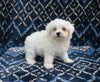 ACA Registered Maltese For Sale Applecreek OH Male-Maverick