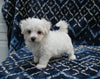 ACA Registered Maltese For Sale Applecreek OH Female-Beauty