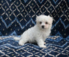 ACA Registered Maltese For Sale Applecreek OH Female-Beauty