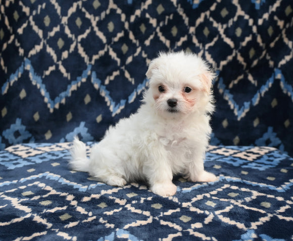 ACA Registered Maltese For Sale Applecreek OH Female-Bella