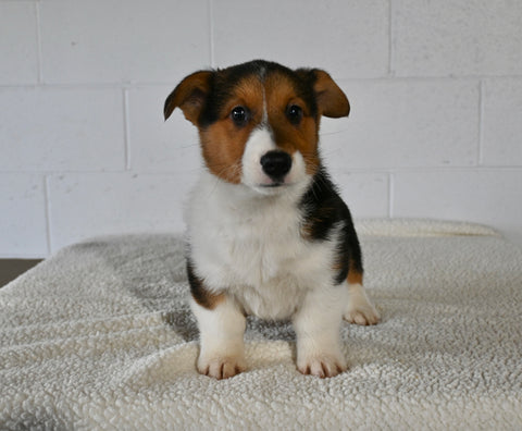 AKC Registered Welsh Corgi For Sale Millersburg OH Male-Chip