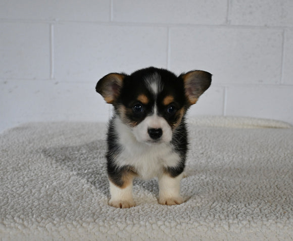 AKC Registered Welsh Corgi For Sale Millersburg OH Female-Rita