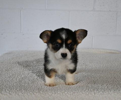 AKC Registered Welsh Corgi For Sale Millersburg OH Female-Rita