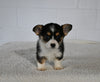 AKC Registered Welsh Corgi For Sale Millersburg OH Female-Rita
