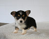 AKC Registered Welsh Corgi For Sale Millersburg OH Female-Rita