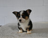 AKC Registered Welsh Corgi For Sale Millersburg OH Female-Sally