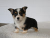 AKC Registered Welsh Corgi For Sale Millersburg OH Female-Sally