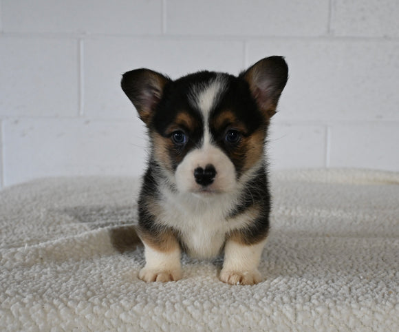 AKC Registered Welsh Corgi For Sale Millersburg OH Female-Alice