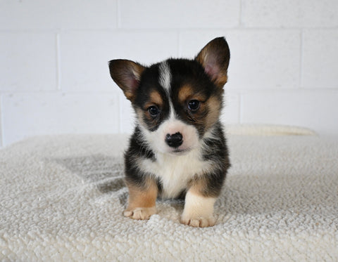 AKC Registered Welsh Corgi For Sale Millersburg OH Male-Charlie