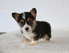 AKC Registered Welsh Corgi For Sale Millersburg OH Male-Charlie