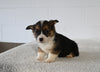 AKC Regisitered Welsh Corgi For Sale Millersburg OH Male-Mike